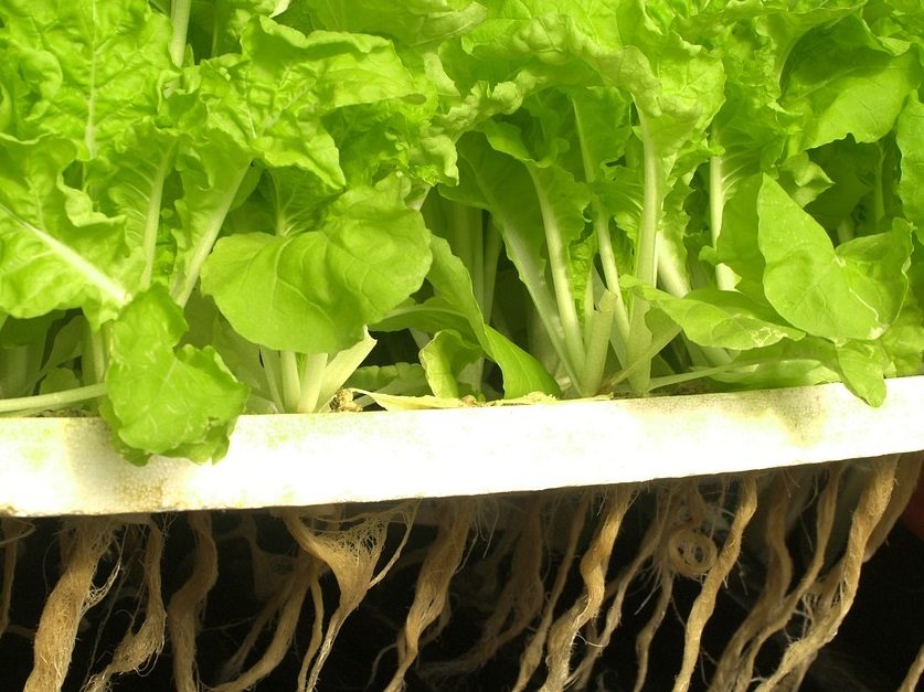 hydroponic lettuce seedling
