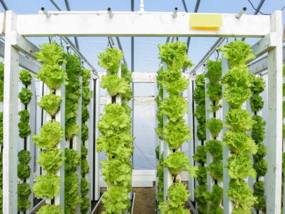 Aquaponic lettuce