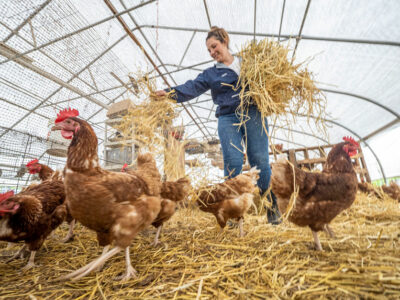 organic-chicken-farm-usda.jpg