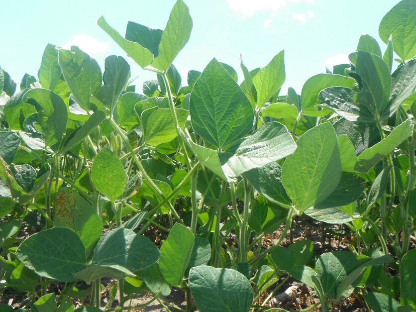 ADM announces $350M soybean crushing facility | Agri-Pulse ...