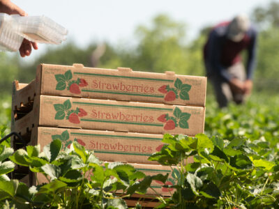 Strawberry box