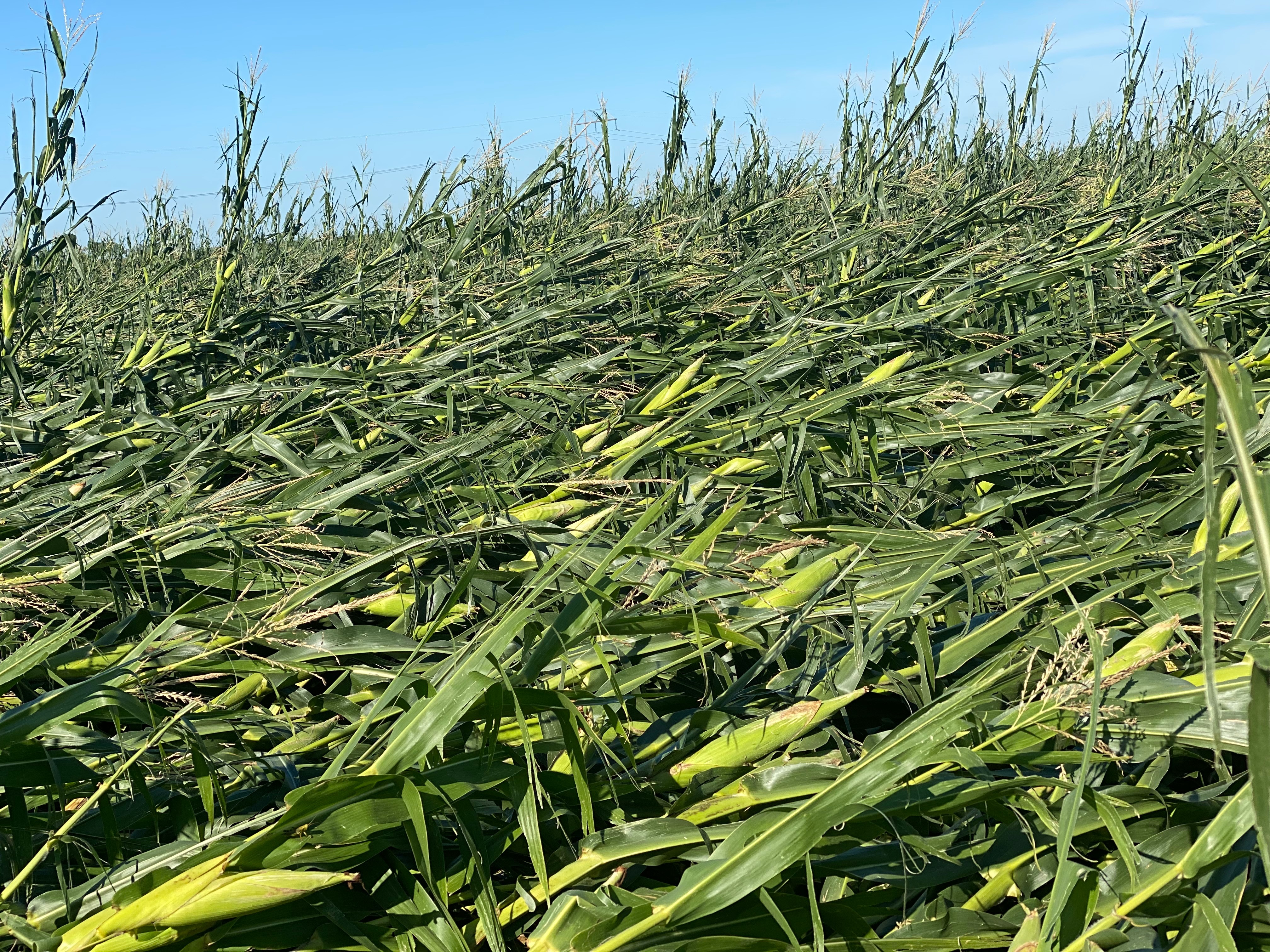 Iowa corn derecho damage