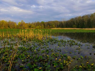 Chesapeake Bay wetlands