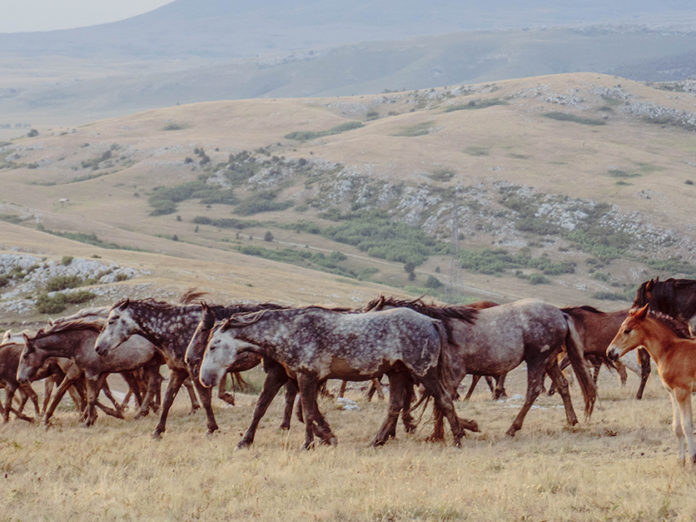 Wild Horse and Burro  Bureau of Land Management