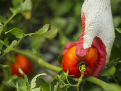 Tomato picking