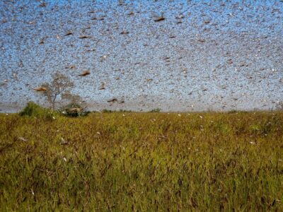 Locust swarm