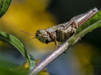 Grasshopper