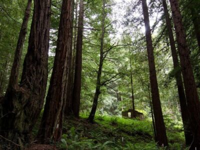 Forest_Pacific_Northwest