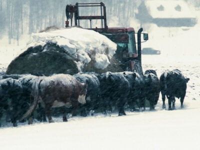 Blizzard feeding