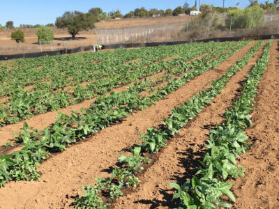 Rio del Rey bean field with worker