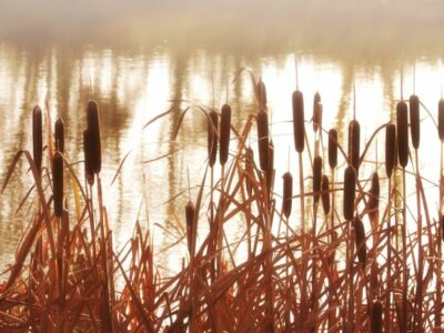 cattails