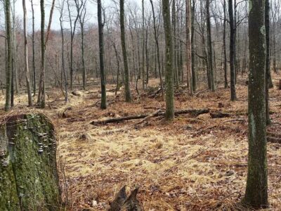 Pennsylvania forest