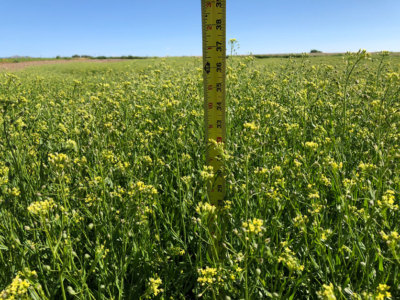 Yield10 camelina flowering 836x627 optimized