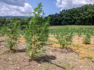 PA_HempFarm_2019-836x627-optimized.jpg