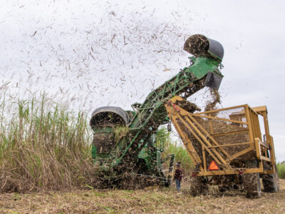 sugarcane-harvest.jpg