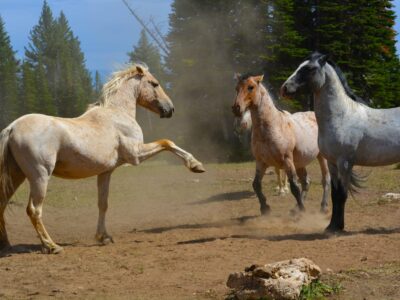 wild horses