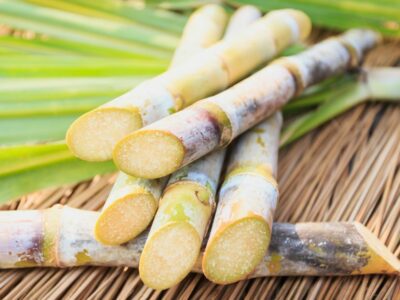 sugarcane