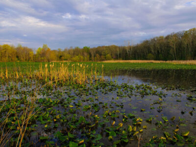 Chesapeake Bay wetland