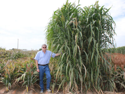 Jeff Dahlberg with sorghum