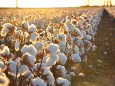 Cotton growing