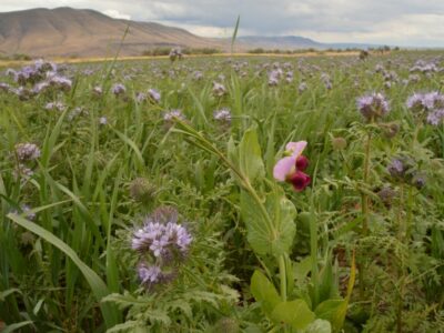 Cover crops Oregon