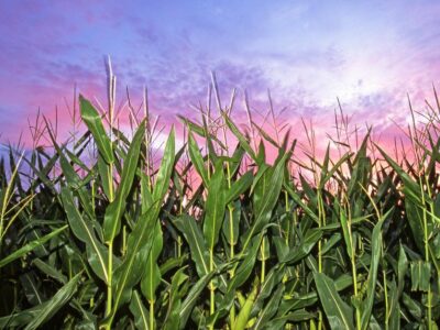 corn at sunset