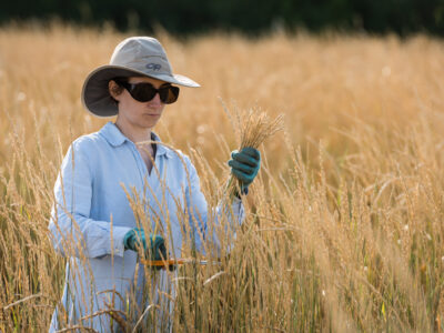 Perennial wheat