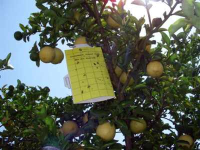 Psyllid Trap