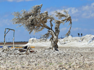 Cotton on Tree