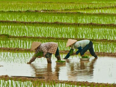 Vietnamese Rice