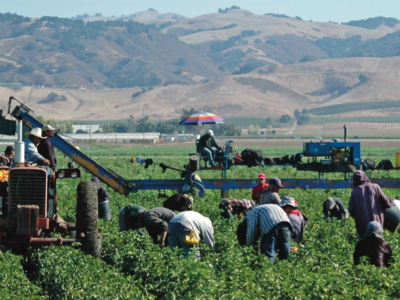 Farm Field Workers