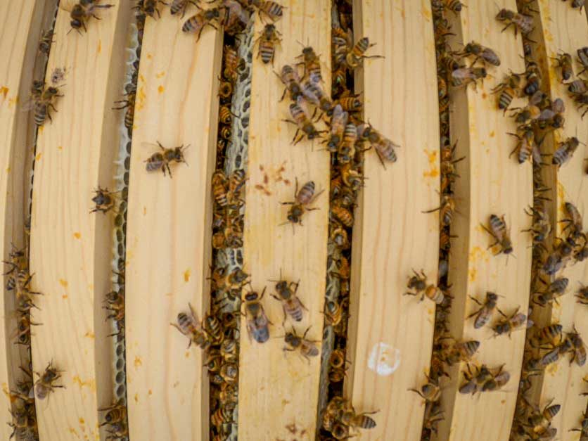 Neonicotinoids & Honey Bees  American Farm Bureau Federation