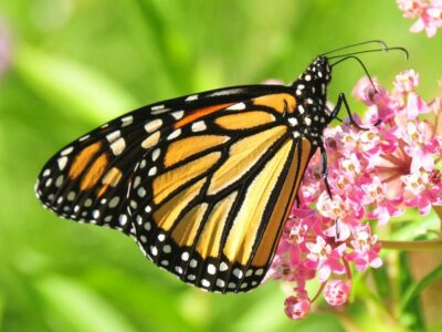 monarch butterfly