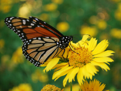 Monarch butterfly