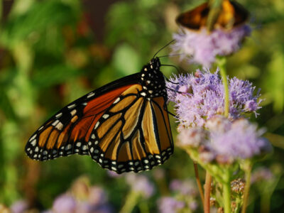 Monarch butterfly