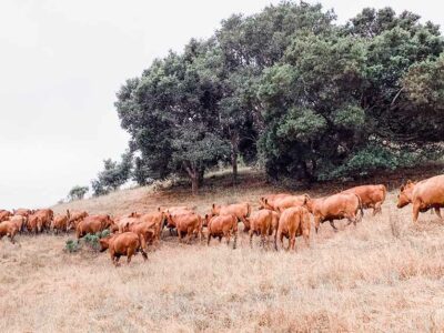 Settrini ranch cows