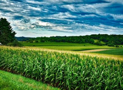 Soybean Crop