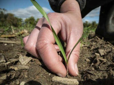 Sustainability plant