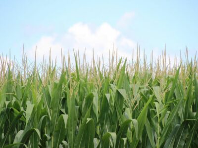 corn field