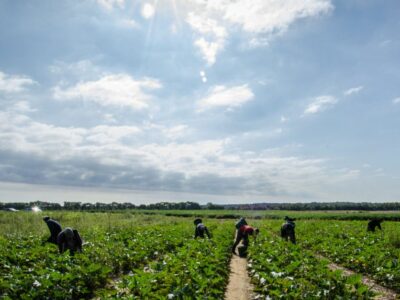 USDA-workers-in-sun-836x627-optimized.jpg