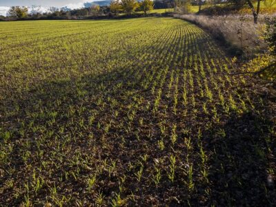 Winter wheat