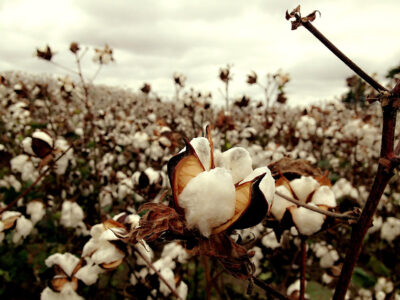 Cotton