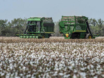 Cotton harvest