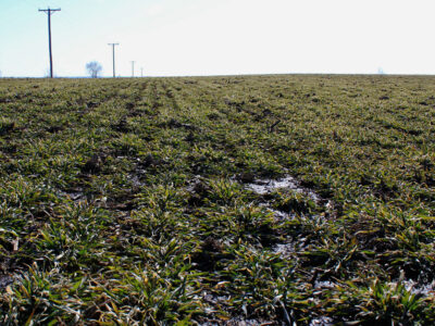 Cover crop