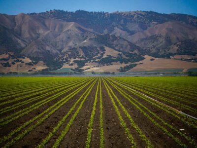 Mountains behind produce field