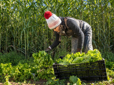 Organic_farmer_produce_harvest.jpg