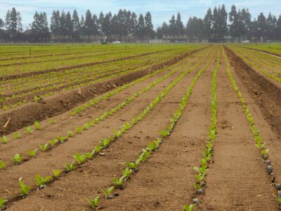 Plant tape in field