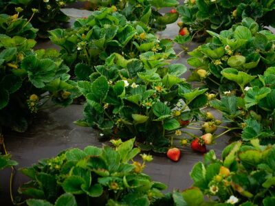 Strawberry plant