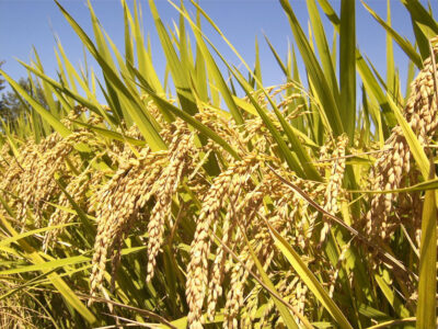 Rice in a field