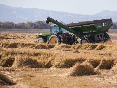 Rice harvest